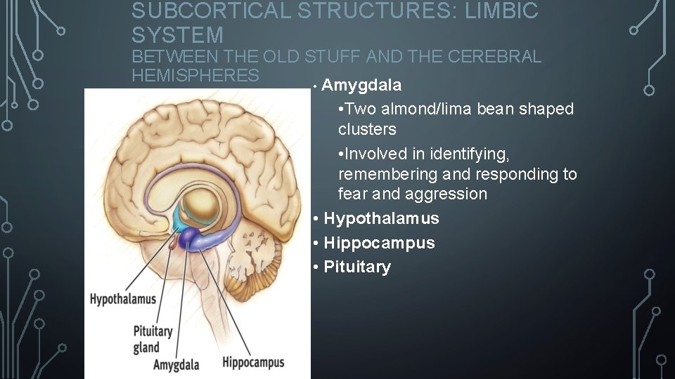 SUBCORTICAL STRUCTURES: LIMBIC SYSTEM BETWEEN THE OLD STUFF AND THE CEREBRAL HEMISPHERES • Amygdala