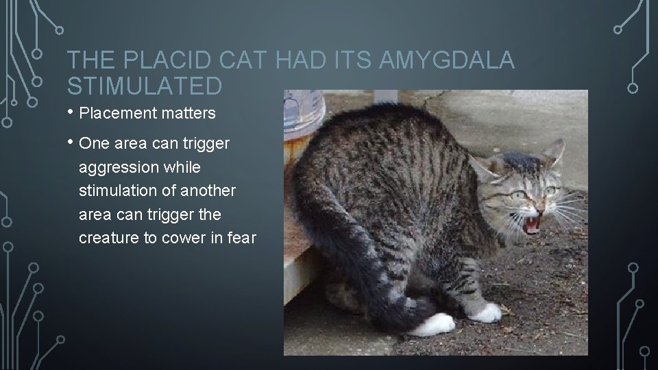 THE PLACID CAT HAD ITS AMYGDALA STIMULATED • Placement matters • One area can