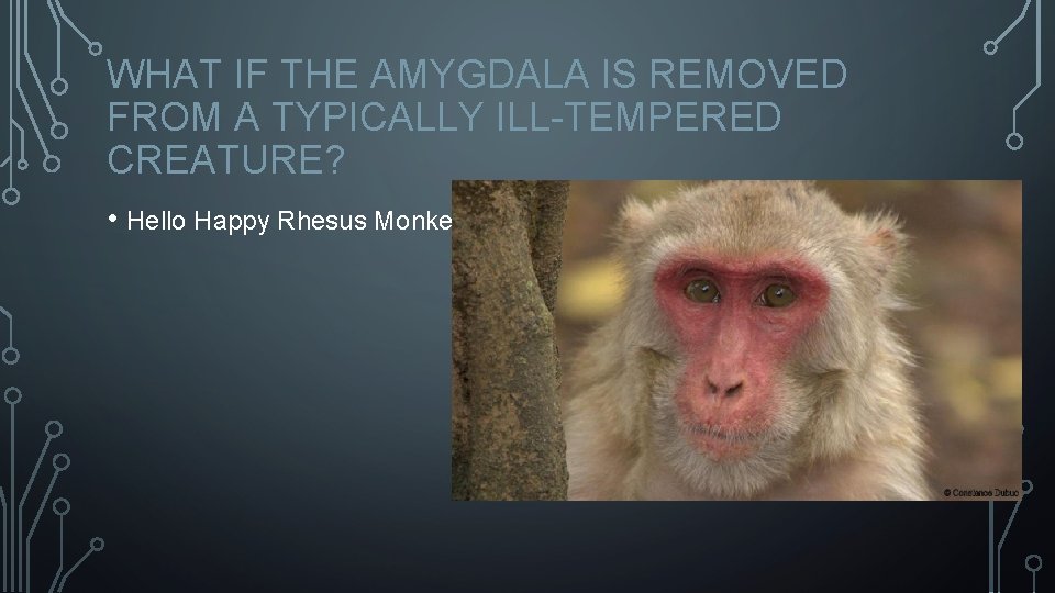 WHAT IF THE AMYGDALA IS REMOVED FROM A TYPICALLY ILL-TEMPERED CREATURE? • Hello Happy