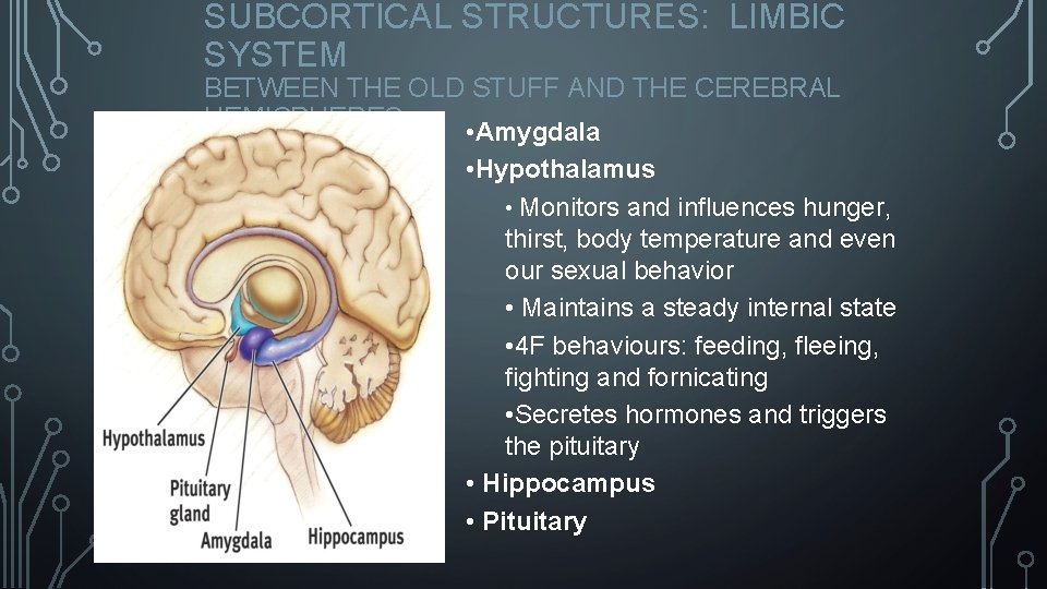 SUBCORTICAL STRUCTURES: LIMBIC SYSTEM BETWEEN THE OLD STUFF AND THE CEREBRAL HEMISPHERES • Amygdala