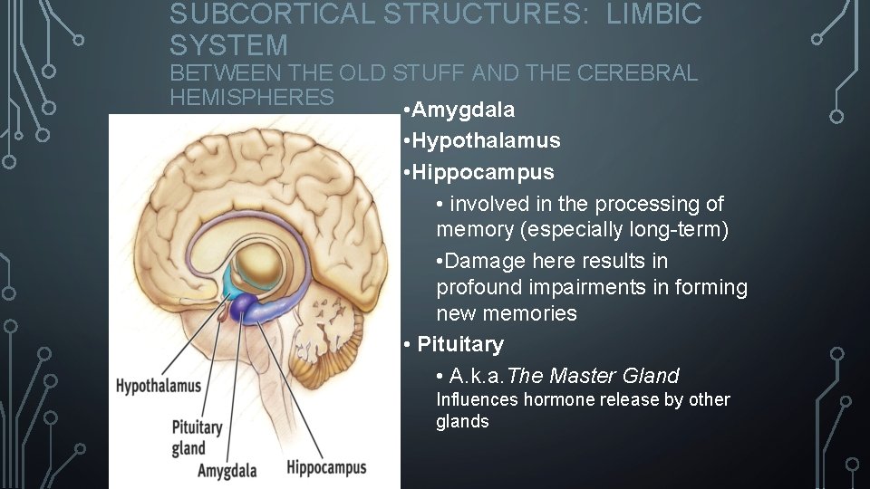 SUBCORTICAL STRUCTURES: LIMBIC SYSTEM BETWEEN THE OLD STUFF AND THE CEREBRAL HEMISPHERES • Amygdala