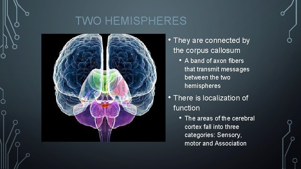 TWO HEMISPHERES • They are connected by the corpus callosum • A band of