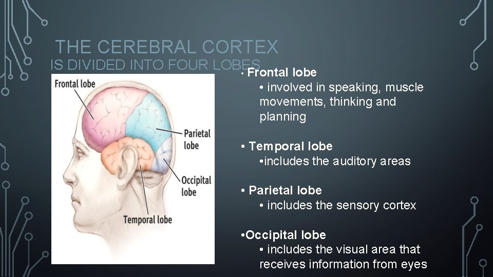 THE CEREBRAL CORTEX IS DIVIDED INTO FOUR LOBES • Frontal lobe • involved in