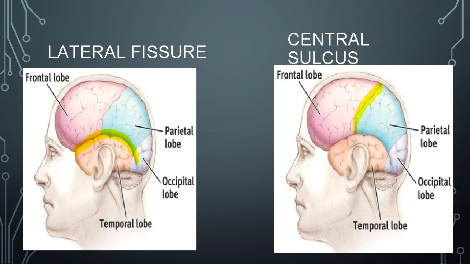 LATERAL FISSURE CENTRAL SULCUS 