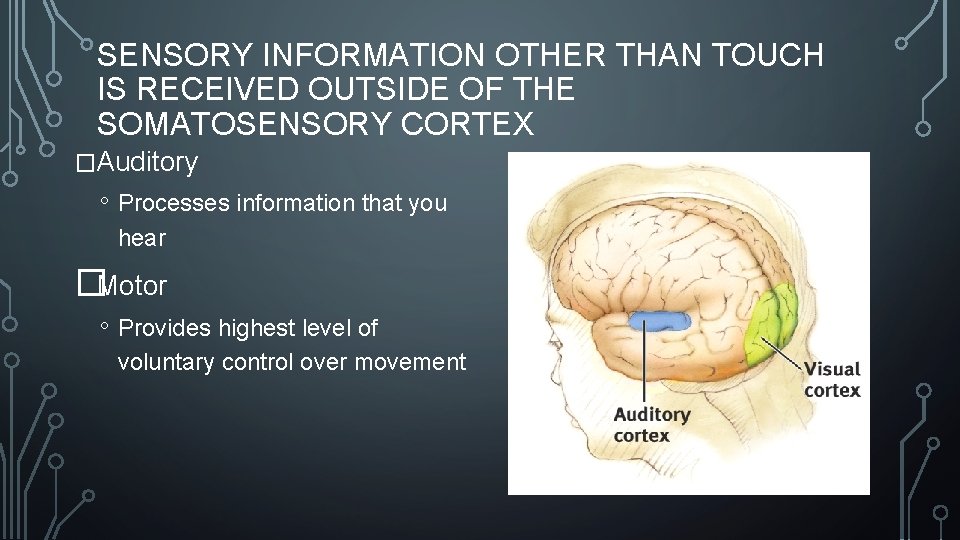 SENSORY INFORMATION OTHER THAN TOUCH IS RECEIVED OUTSIDE OF THE SOMATOSENSORY CORTEX �Auditory ◦