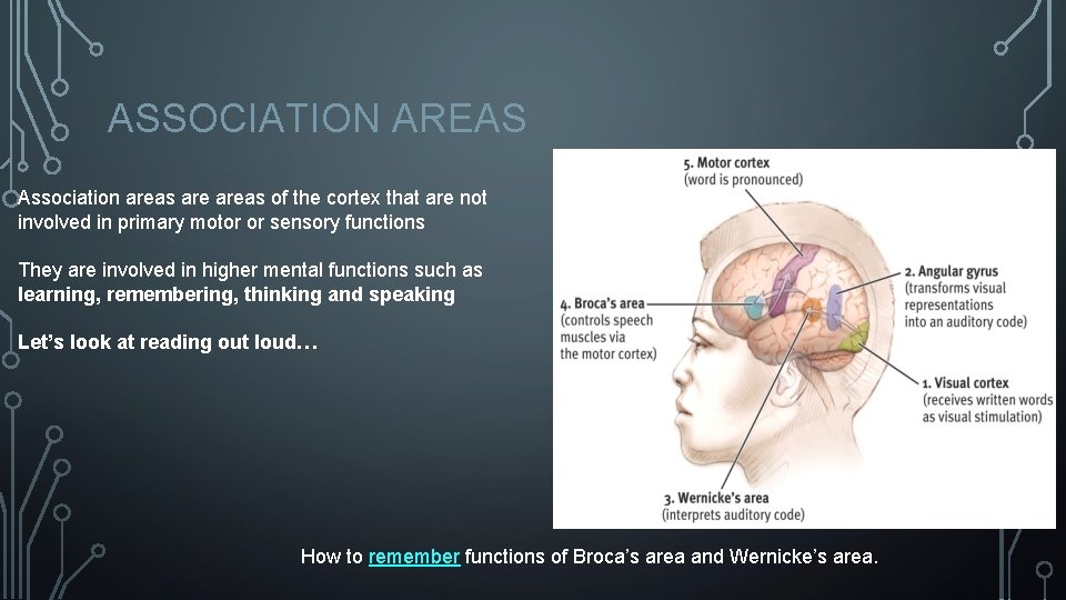 ASSOCIATION AREAS Association areas of the cortex that are not involved in primary motor