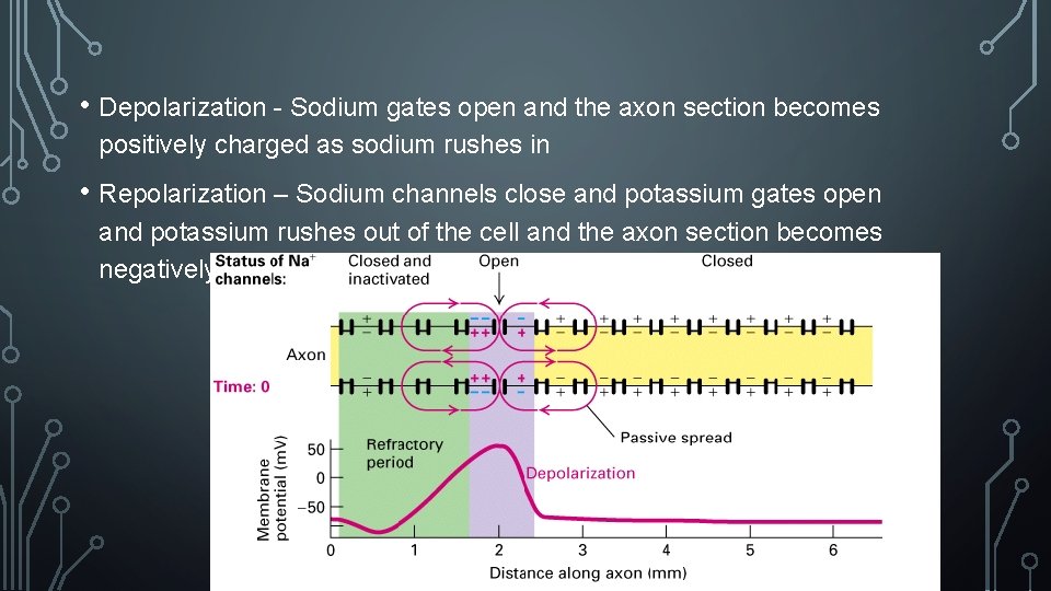  • Depolarization - Sodium gates open and the axon section becomes positively charged