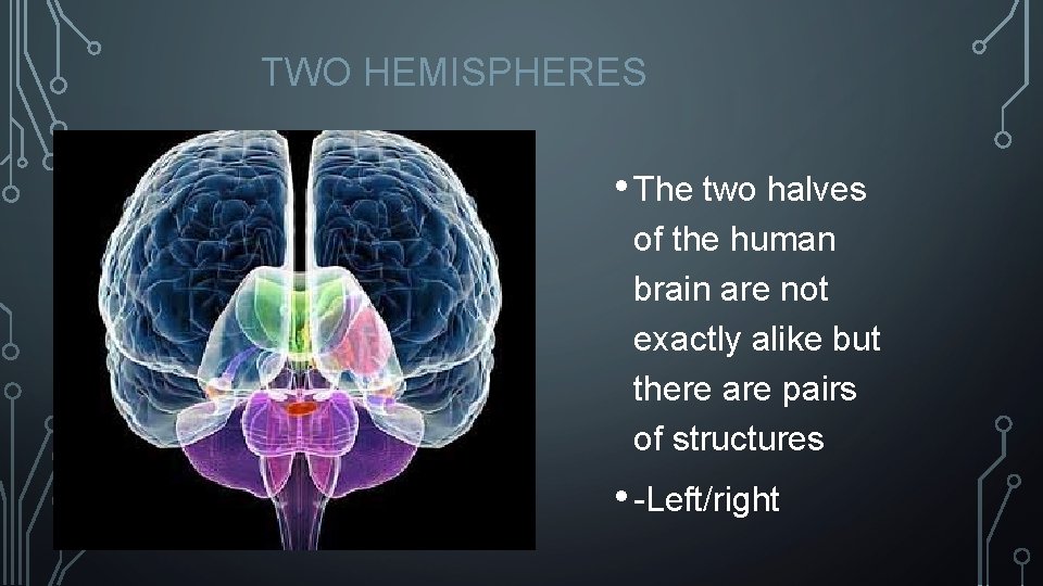 TWO HEMISPHERES • The two halves of the human brain are not exactly alike