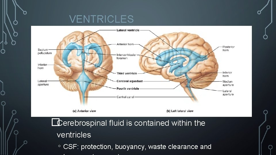 VENTRICLES �Cerebrospinal fluid is contained within the ventricles ◦ CSF: protection, buoyancy, waste clearance