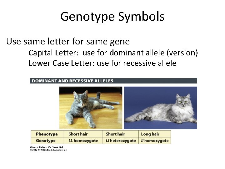 Genotype Symbols Use same letter for same gene Capital Letter: use for dominant allele