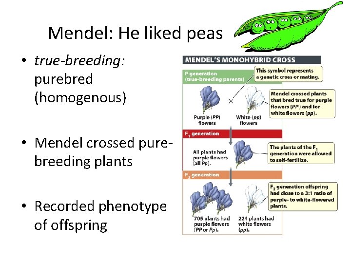 Mendel: He liked peas • true-breeding: purebred (homogenous) • Mendel crossed purebreeding plants •