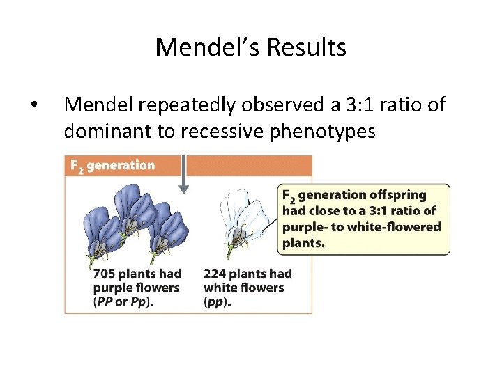 Mendel’s Results • Mendel repeatedly observed a 3: 1 ratio of dominant to recessive