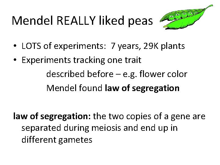 Mendel REALLY liked peas . • LOTS of experiments: 7 years, 29 K plants