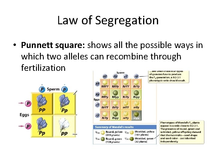Law of Segregation • Punnett square: shows all the possible ways in which two