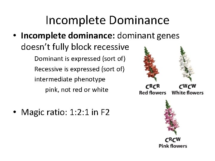 Incomplete Dominance • Incomplete dominance: dominant genes doesn’t fully block recessive Dominant is expressed