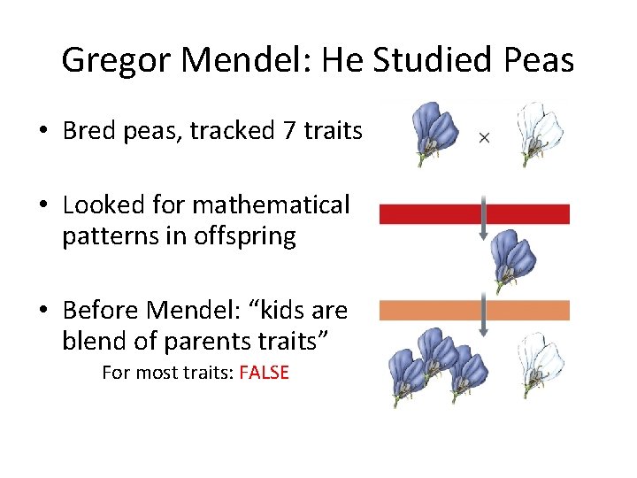 Gregor Mendel: He Studied Peas • Bred peas, tracked 7 traits • Looked for