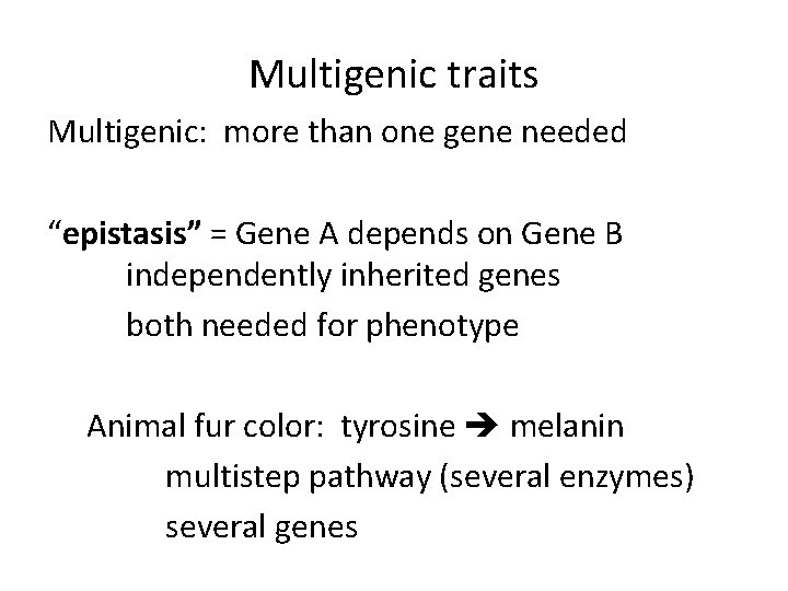 Multigenic traits Multigenic: more than one gene needed “epistasis” = Gene A depends on