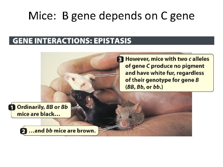 Mice: B gene depends on C gene 