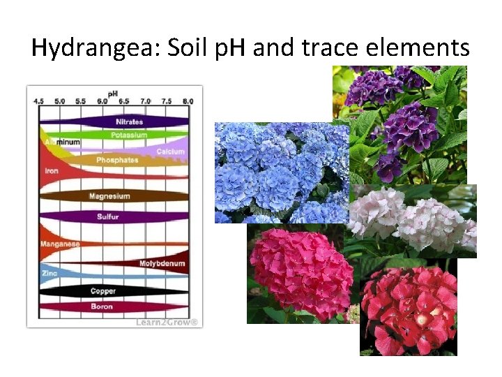 Hydrangea: Soil p. H and trace elements 