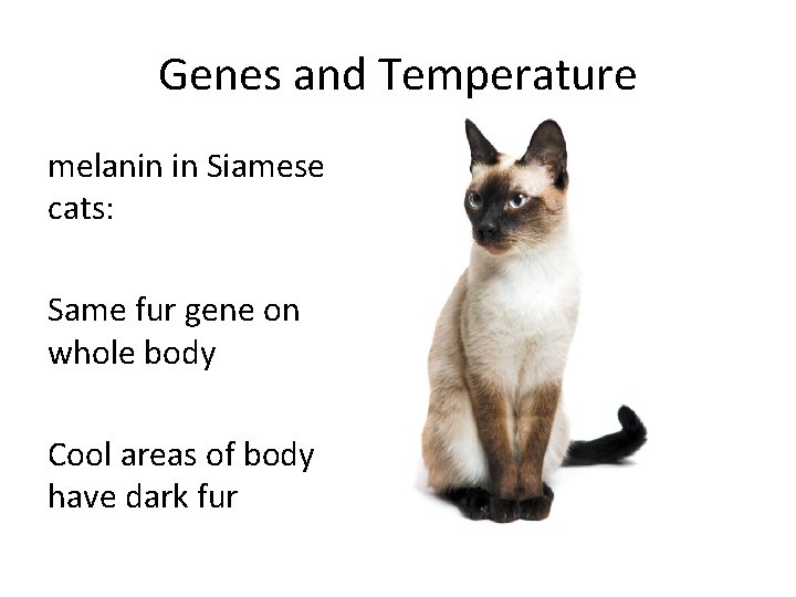 Genes and Temperature melanin in Siamese cats: Same fur gene on whole body Cool