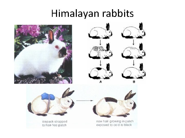 Himalayan rabbits 