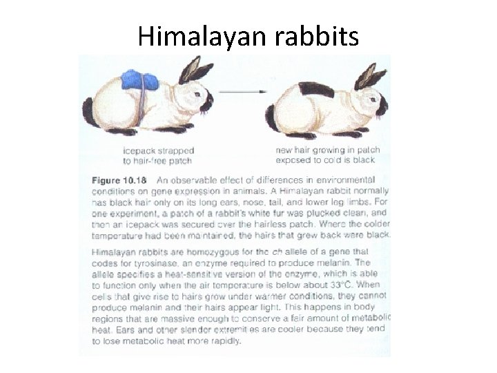 Himalayan rabbits 
