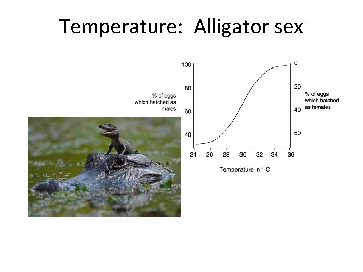 Temperature: Alligator sex 