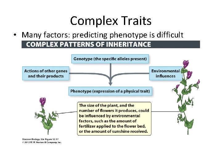Complex Traits • Many factors: predicting phenotype is difficult 