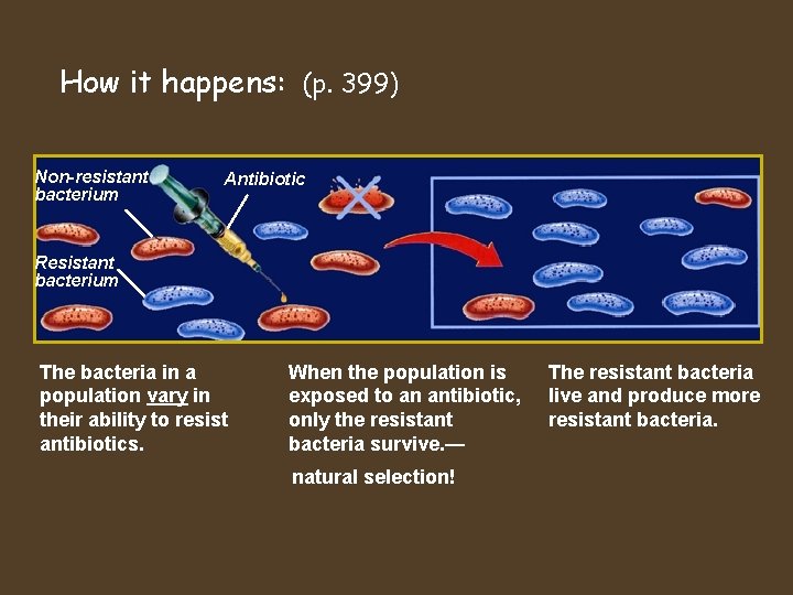 How it happens: (p. 399) Non-resistant bacterium Antibiotic Resistant bacterium The bacteria in a