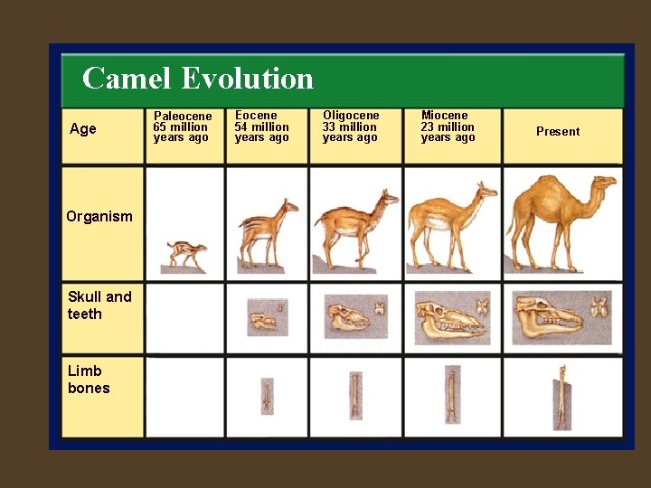 Camel Evolution Age Organism Skull and teeth Limb bones Paleocene 65 million years ago