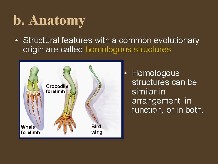 b. Anatomy • Structural features with a common evolutionary origin are called homologous structures.