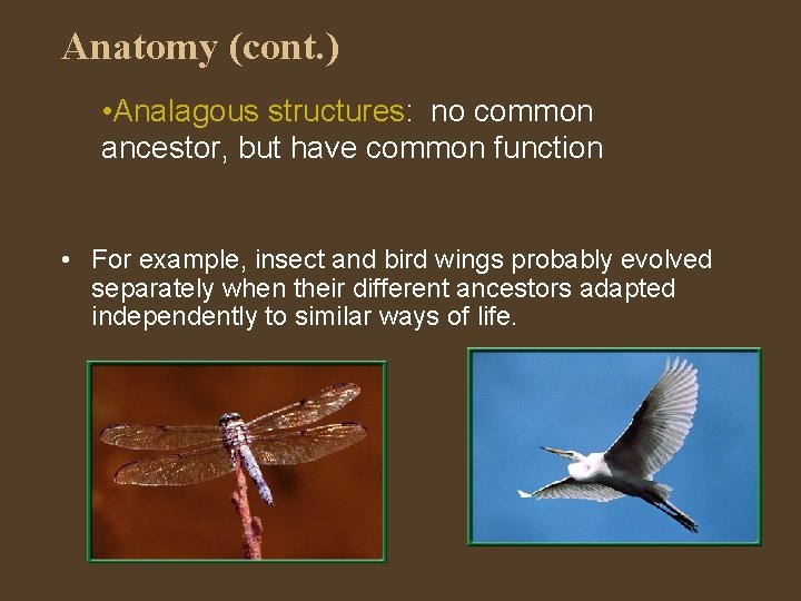 Anatomy (cont. ) • Analagous structures: no common ancestor, but have common function •