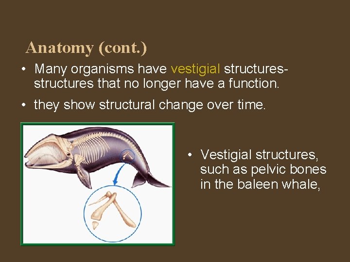 Anatomy (cont. ) • Many organisms have vestigial structures that no longer have a
