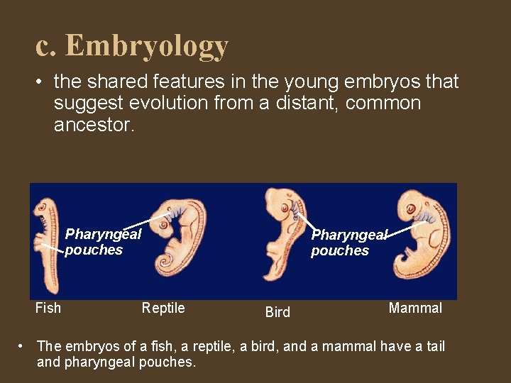 c. Embryology • the shared features in the young embryos that suggest evolution from