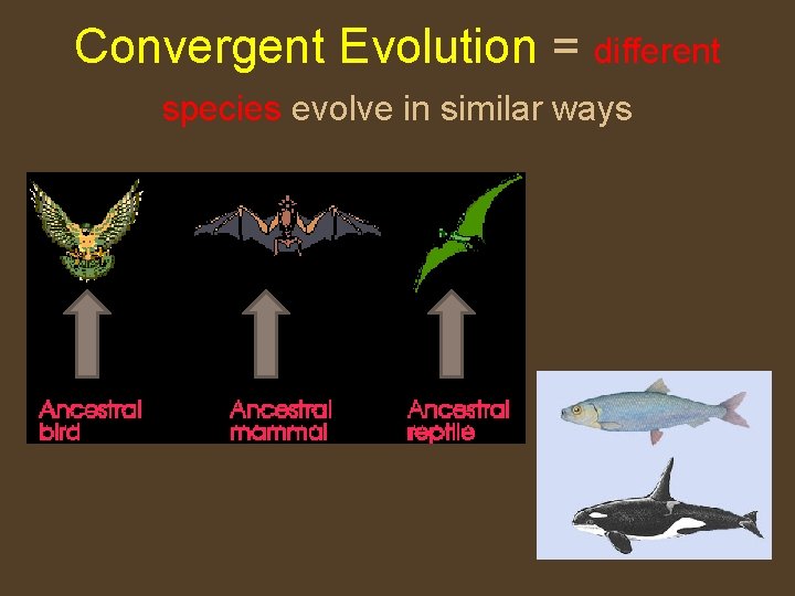 Convergent Evolution = different species evolve in similar ways 