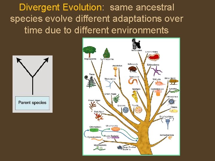 Divergent Evolution: same ancestral species evolve different adaptations over time due to different environments