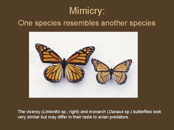 Mimicry: One species resembles another species The viceroy (Limenitis sp. ; right) and monarch
