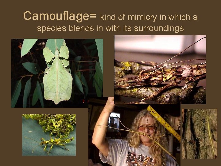 Camouflage= kind of mimicry in which a species blends in with its surroundings 