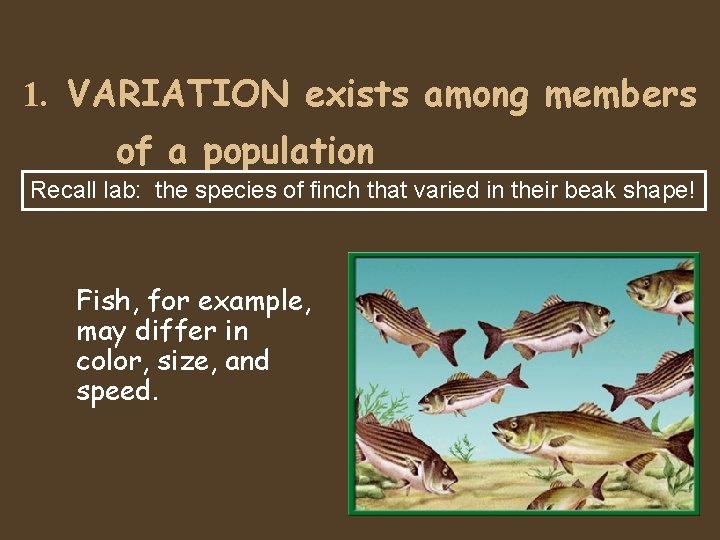 1. VARIATION exists among members of a population Recall lab: the species of finch