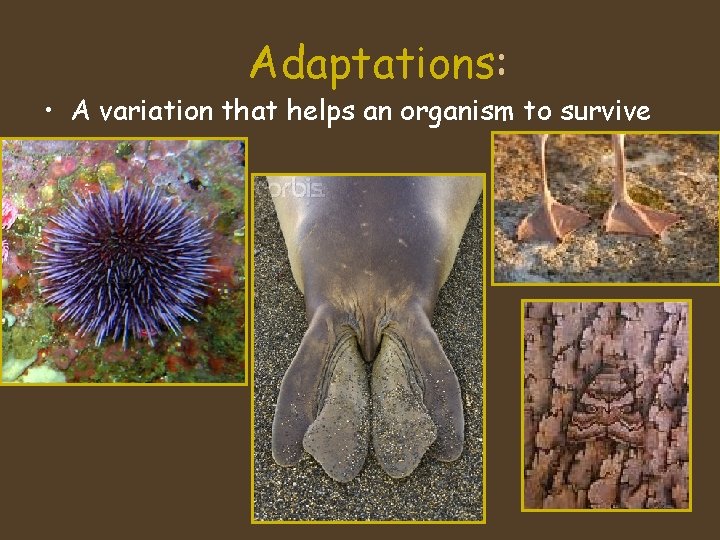 Adaptations: • A variation that helps an organism to survive 