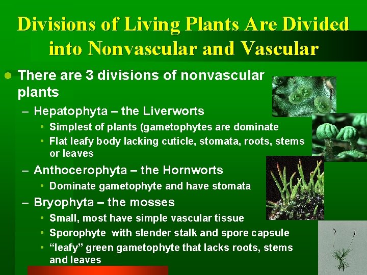 Divisions of Living Plants Are Divided into Nonvascular and Vascular l There are 3