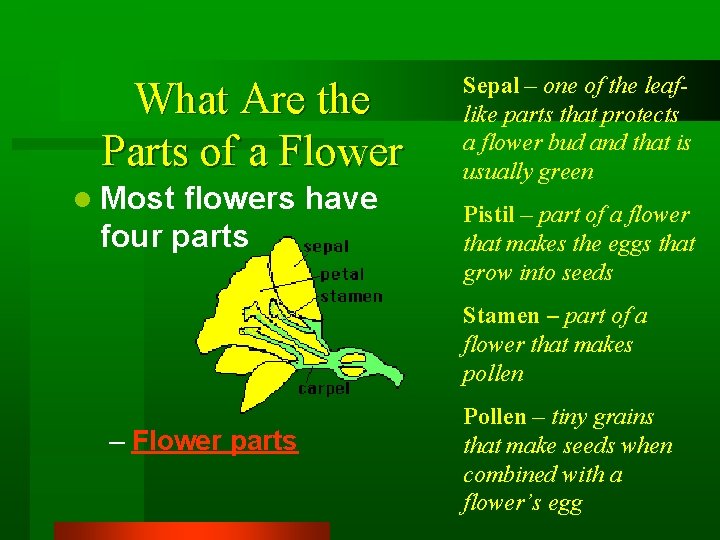 What Are the Parts of a Flower l Most flowers have four parts Sepal