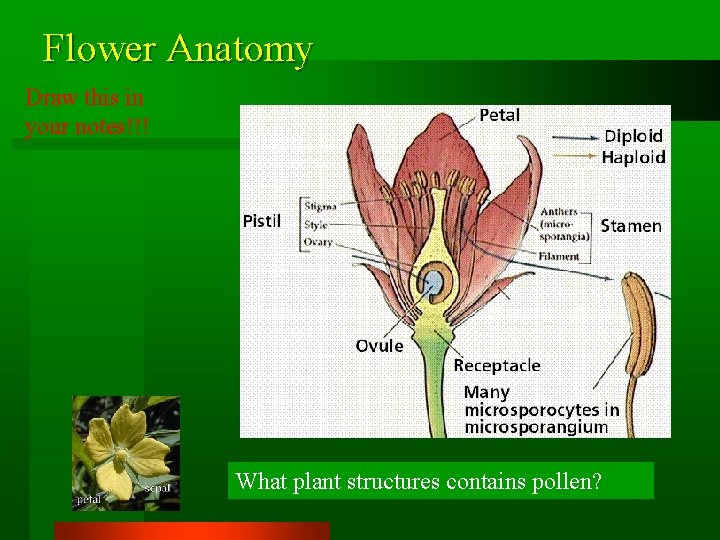 Flower Anatomy Draw this in your notes!!! What plant structures contains pollen? 