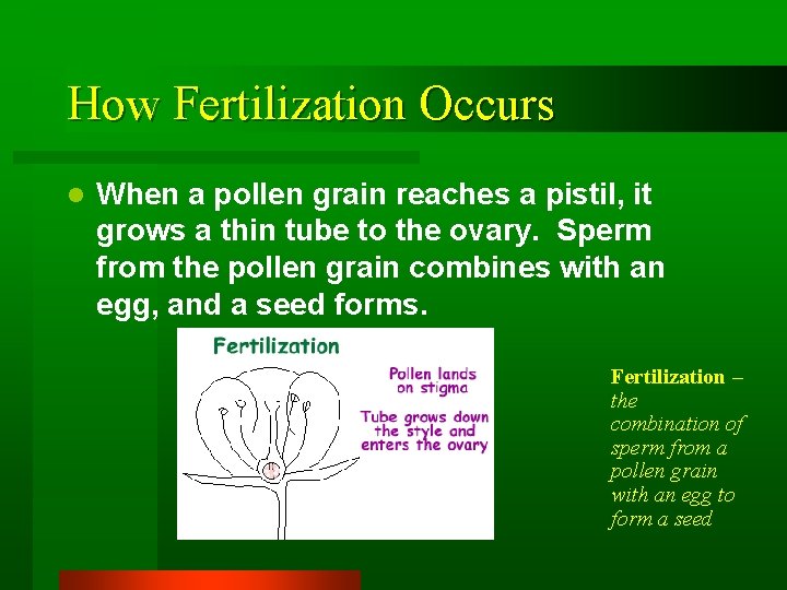 How Fertilization Occurs l When a pollen grain reaches a pistil, it grows a