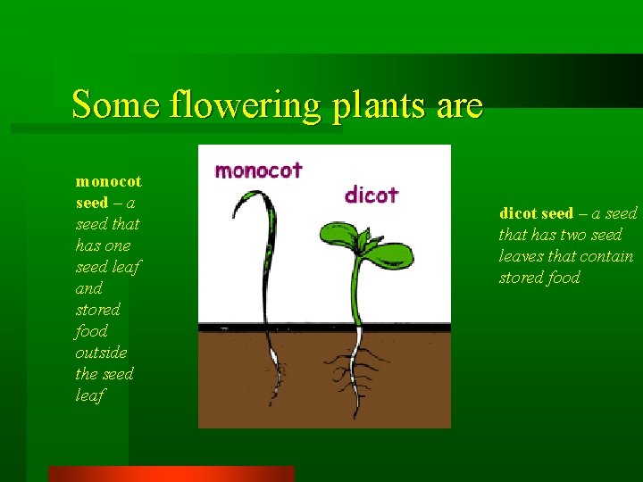 Some flowering plants are monocot seed – a seed that has one seed leaf