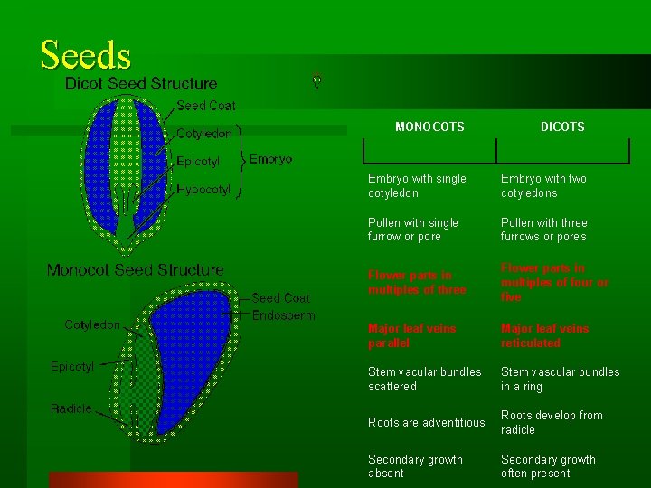 Seeds MONOCOTS DICOTS Embryo with single cotyledon Embryo with two cotyledons Pollen with single