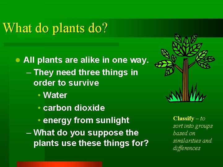 What do plants do? l All plants are alike in one way. – They