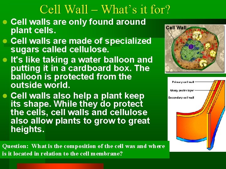 Cell Wall – What’s it for? Cell walls are only found around plant cells.