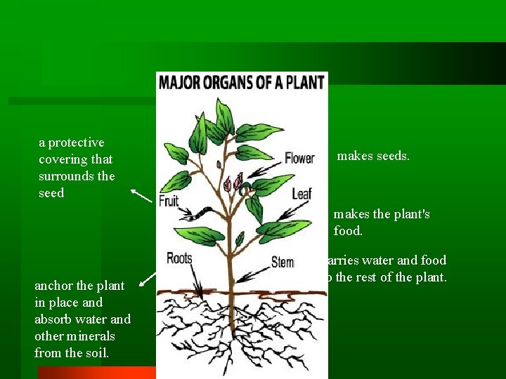 a protective covering that surrounds the seed makes seeds. makes the plant's food. anchor