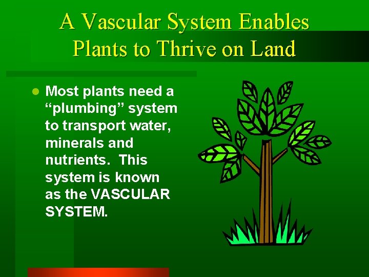 A Vascular System Enables Plants to Thrive on Land l Most plants need a